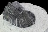 Bargain, Scabriscutellum Trilobite Fossil #92324-3